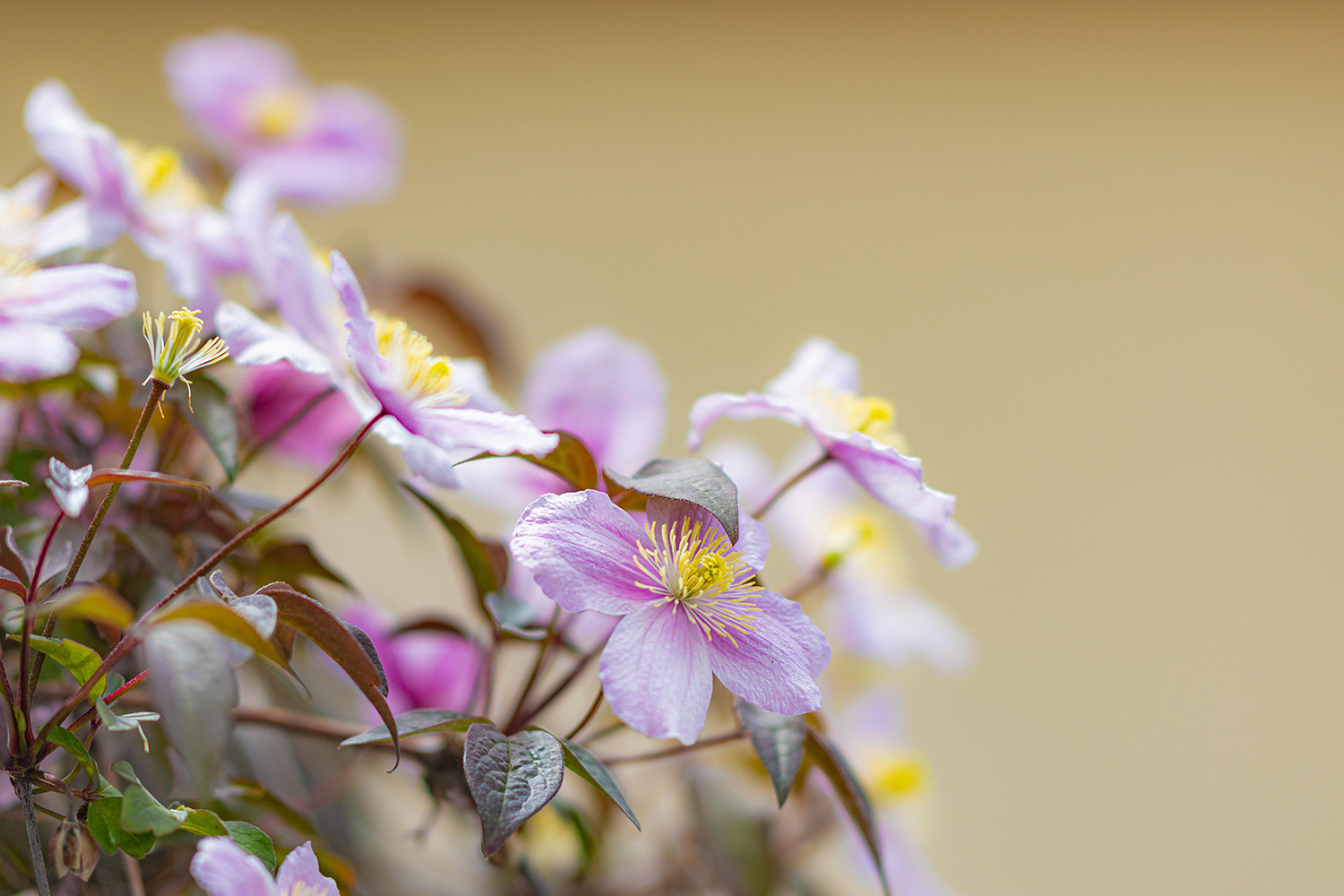 Maier-Busse Bestattung und Vorsorge GmbH - Bestatter Bergedorf - Bestattung Bergedorf